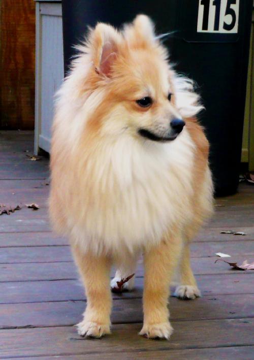 Munchkin