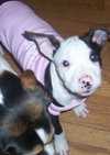 Miss Petunia 