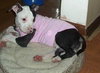 Miss Petunia 