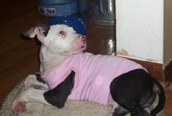 Miss Petunia 