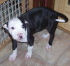 Miss Petunia 