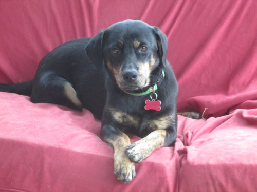 Maxie