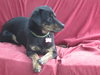 Maxie