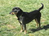 Maxie