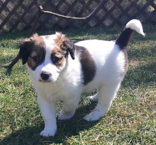 Josie