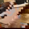 Josie