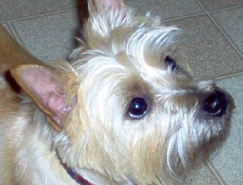 Molly