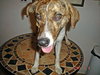 Amy