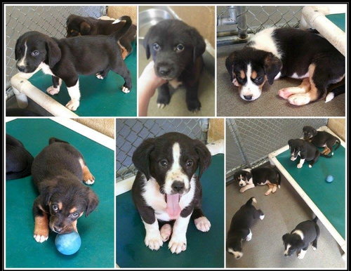 PUPPIES GALORE!!