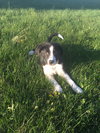 Finley