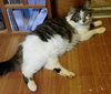 Gracie