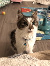 Gracie