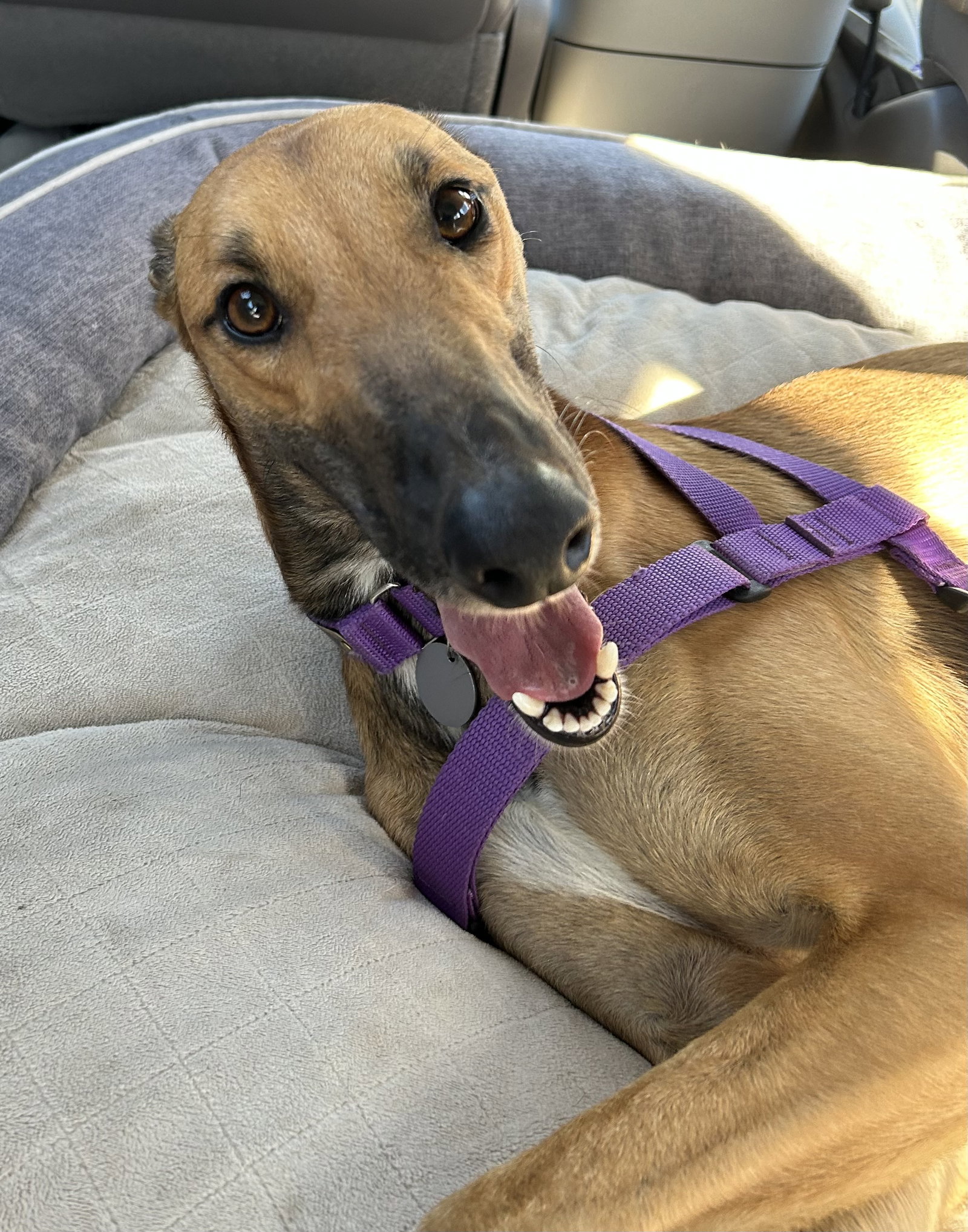 Dog adoption in Kansas City, MO 64134 Greyhound (short coat) Dog "Maverick"