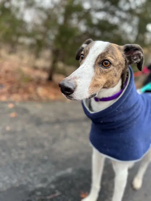 Charlie - Greyhound