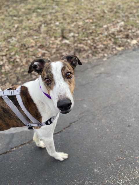 CHARLIE - Greyhound / Hound available for adoption