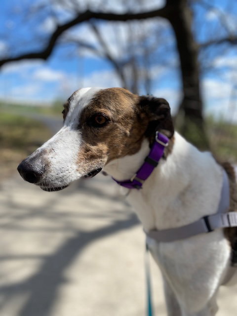 Charlie, photo 4