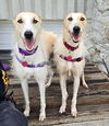 adoptable Dog in  named Sophie & Sissy