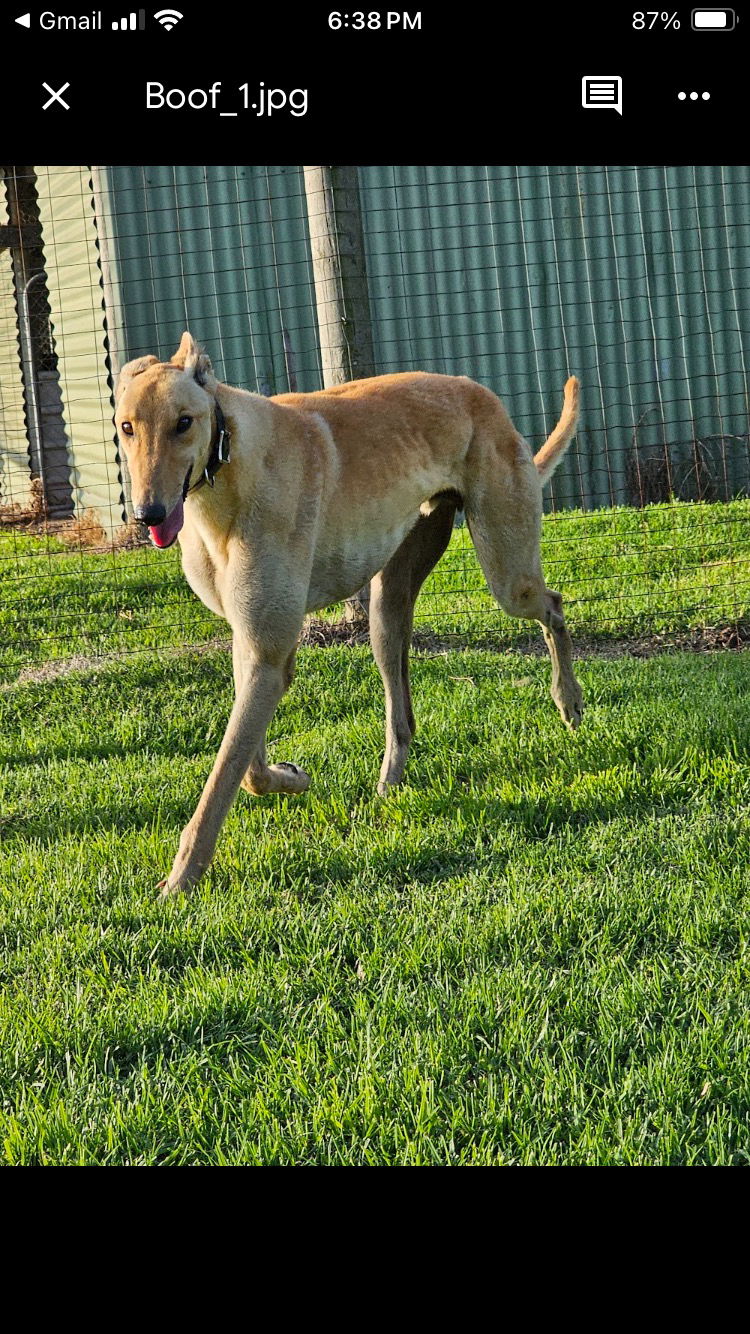 adoptable Dog in Kansas City, MO named Roo