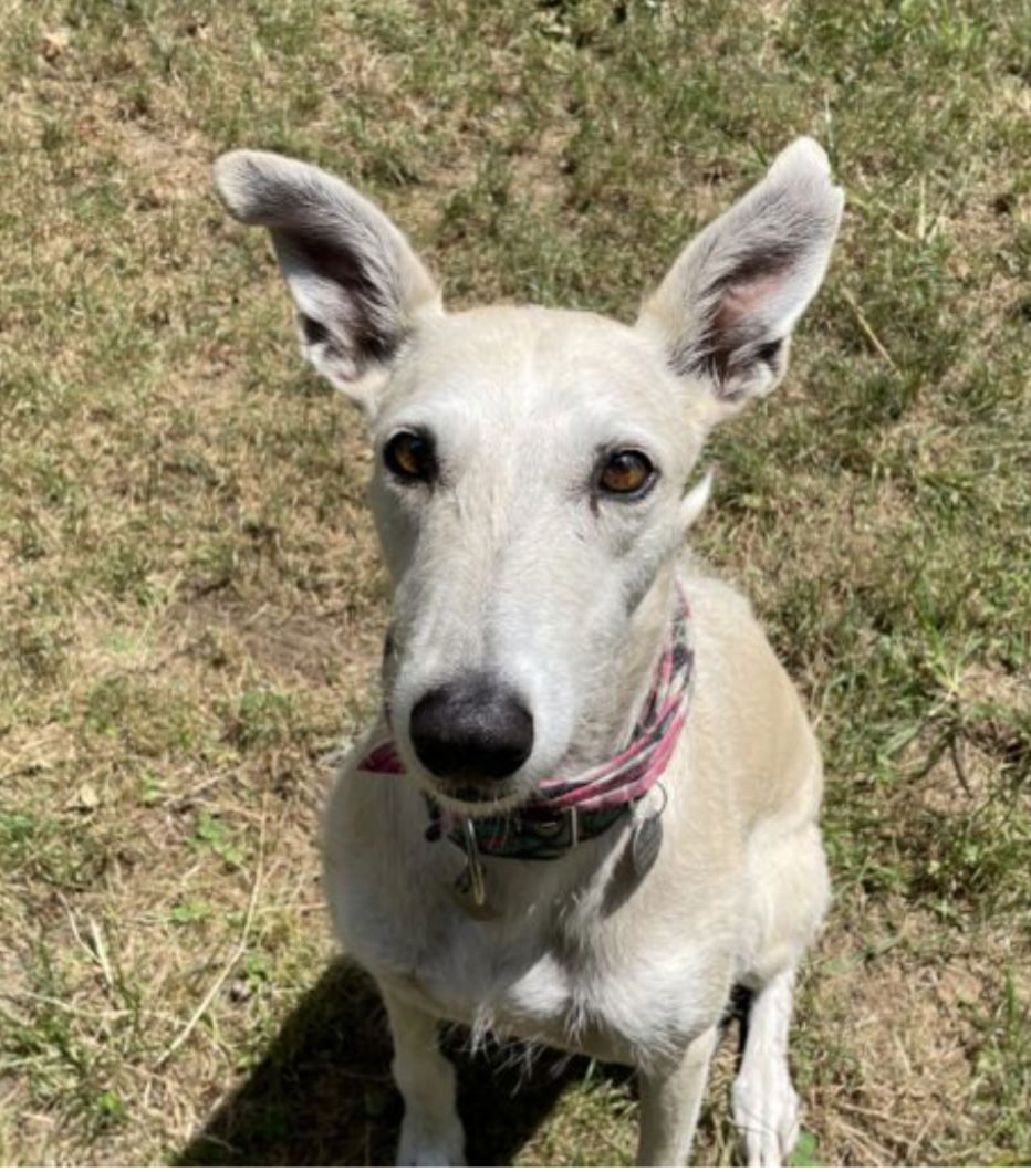 adoptable Dog in Kansas City, MO named Phoebe