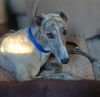 adoptable Dog in  named Brisbane