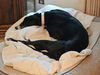 adoptable Dog in  named Lisbon
