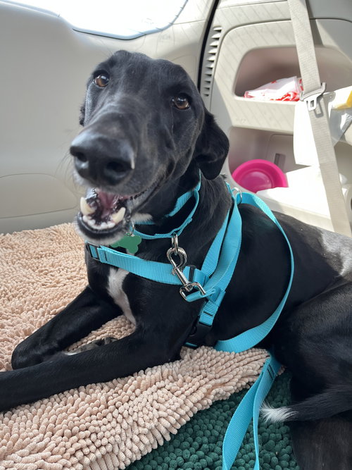 PAX - Greyhound available for adoption