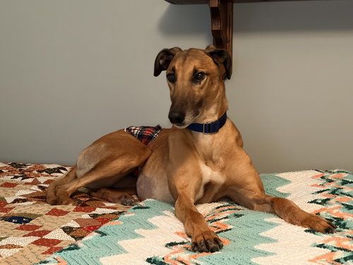 RHETT - Greyhound available for adoption