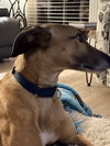 Rhett - Photo 2