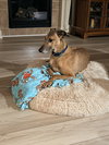Rhett - Photo 4