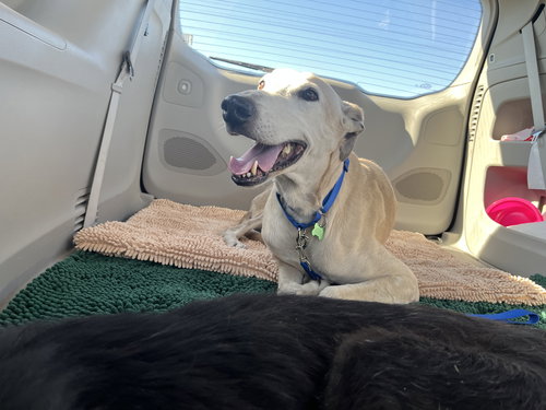 DEWEY - Greyhound available for adoption