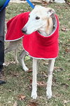 Dewey - Photo 3