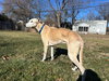 Dewey - Photo 4
