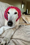 Dewey - Photo 5