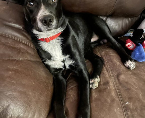 Scout