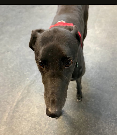 Glory, an adoptable Greyhound in Kansas City, MO