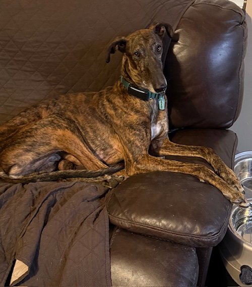Mabuino, an adoptable Greyhound in Kansas City, MO