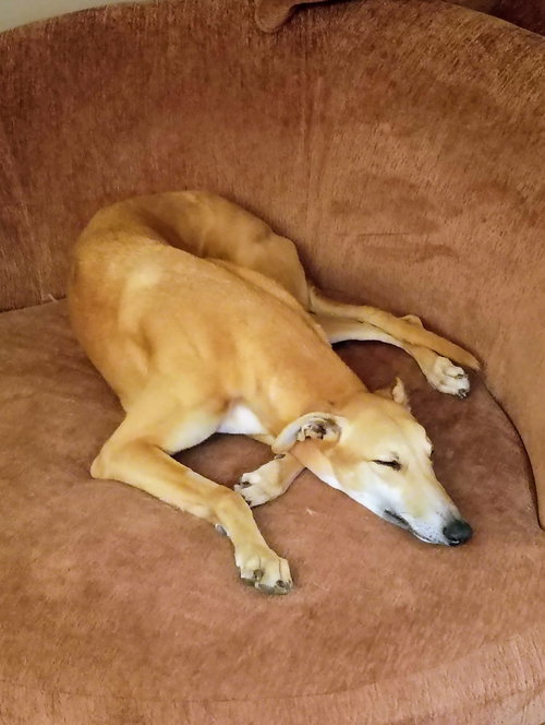 Eloise, an adoptable Greyhound in Kansas City, MO