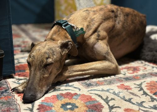 Marión, an adoptable Greyhound in Kansas City, MO