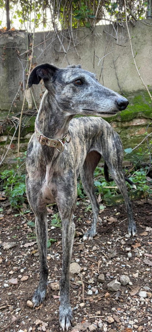 Despe, an adoptable Greyhound in Kansas City, MO