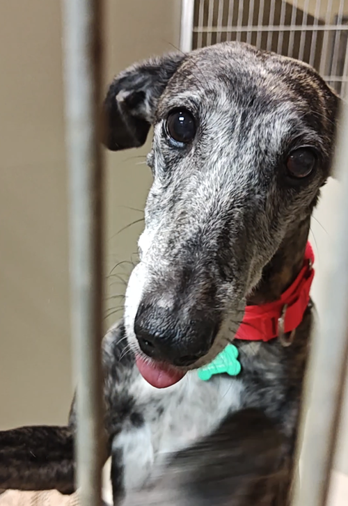 Lydia, an adoptable Greyhound in Kansas City, MO