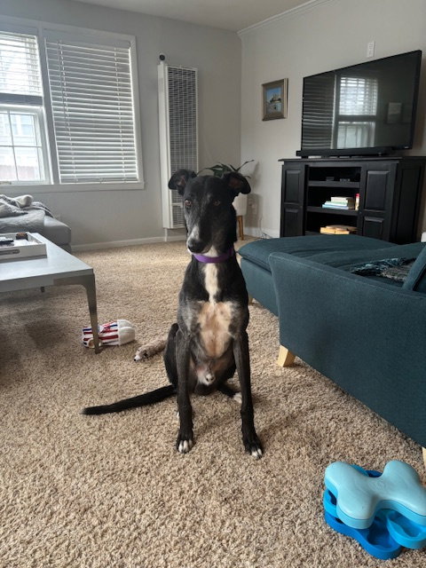 Theo, an adoptable Greyhound in Kansas City, MO