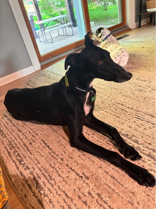 Penny