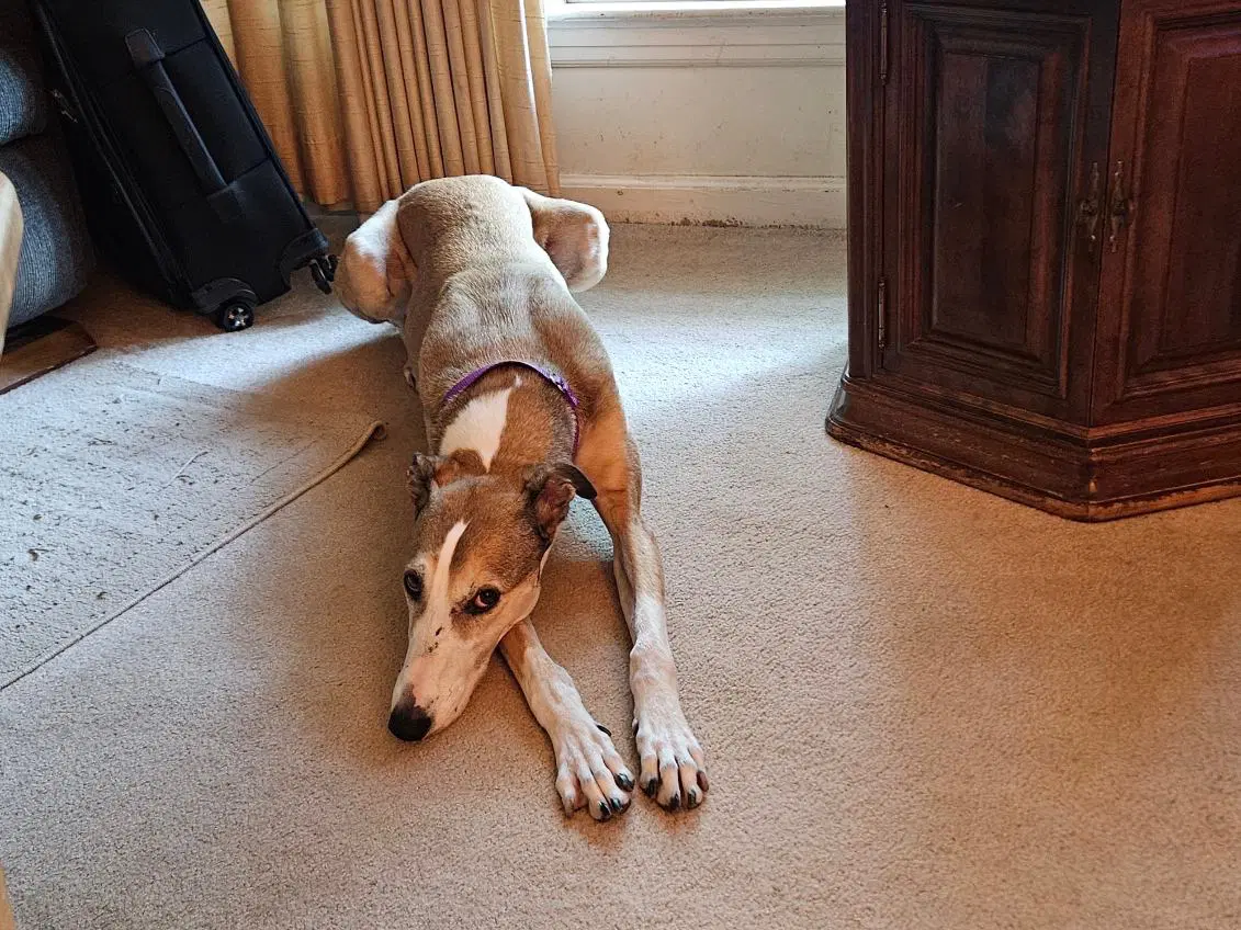 Billie - Halden Hound (Haldenstrover)