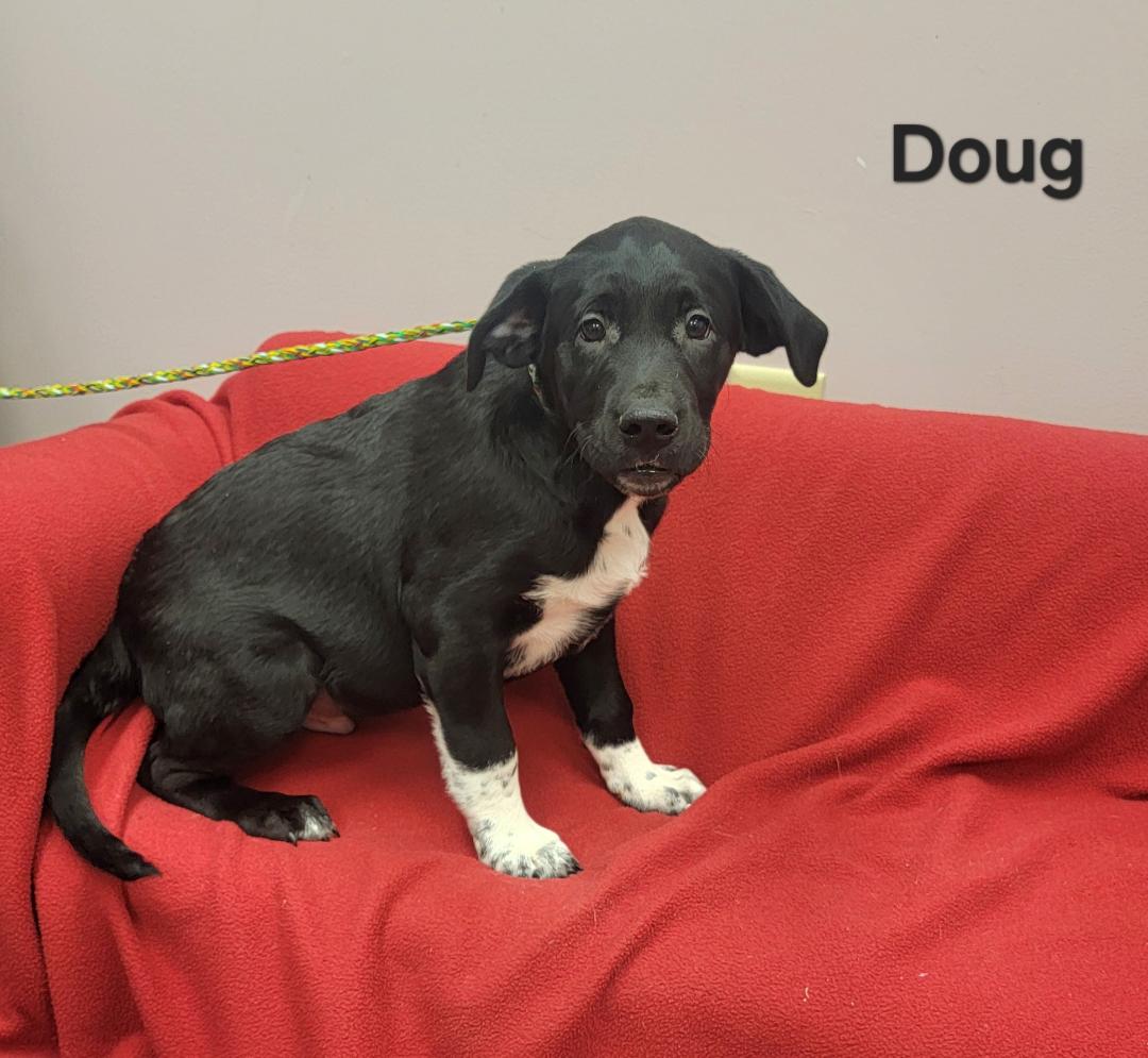 Dog for Adoption Doug, a Labrador Retriever in Vanderburgh County, IN