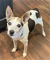 adoptable Dog in Loganville, GA named Benny