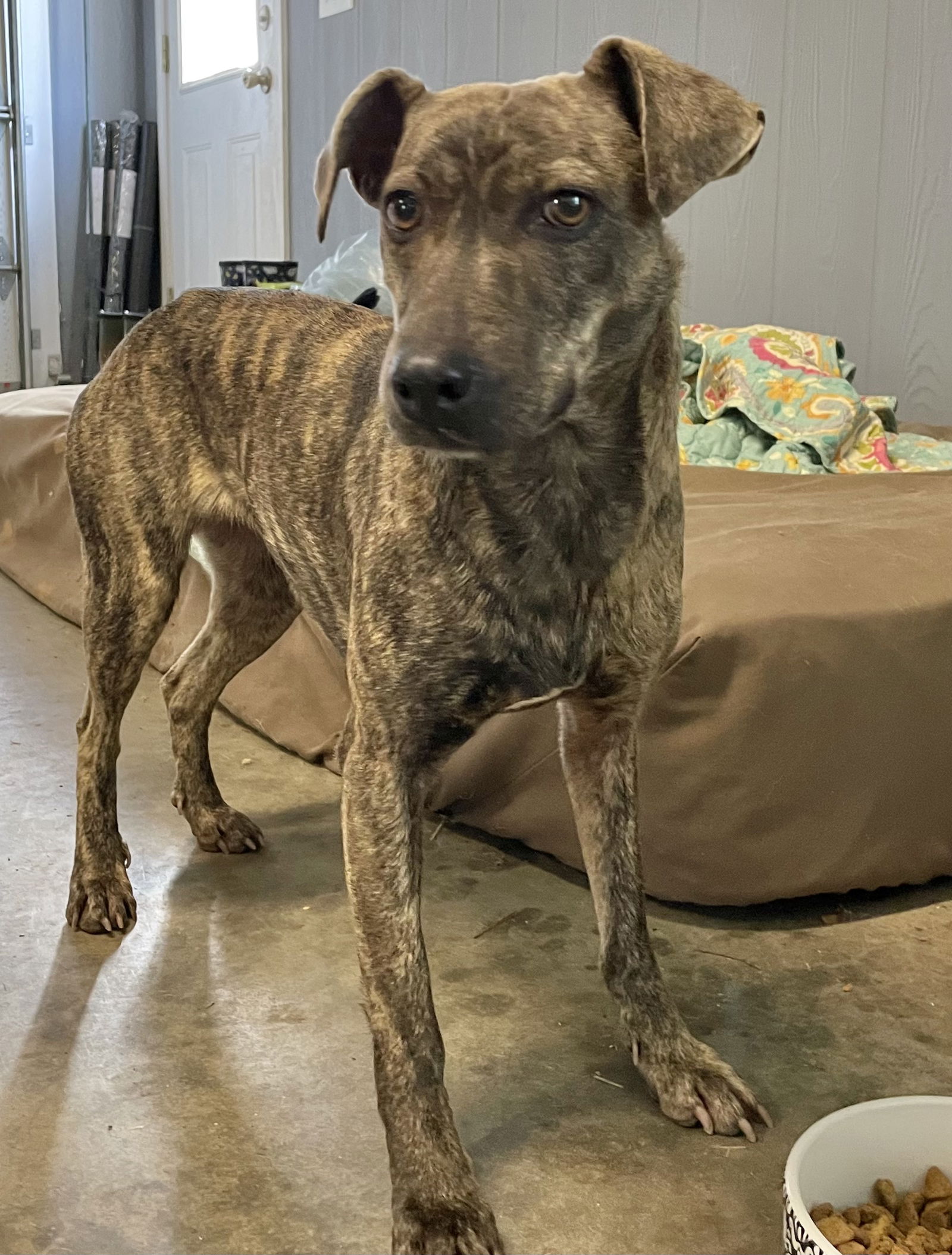 Dog for Adoption - Lila, a Whippet in Buford, GA | Alpha Paw