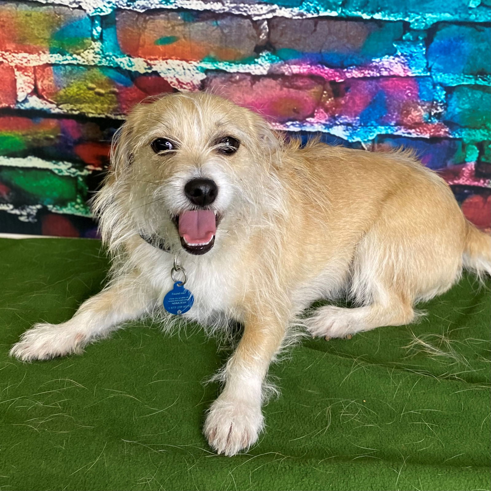 adoptable Dog in Modesto, CA named Scottie