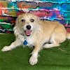 adoptable Dog in modesto, CA named Scottie