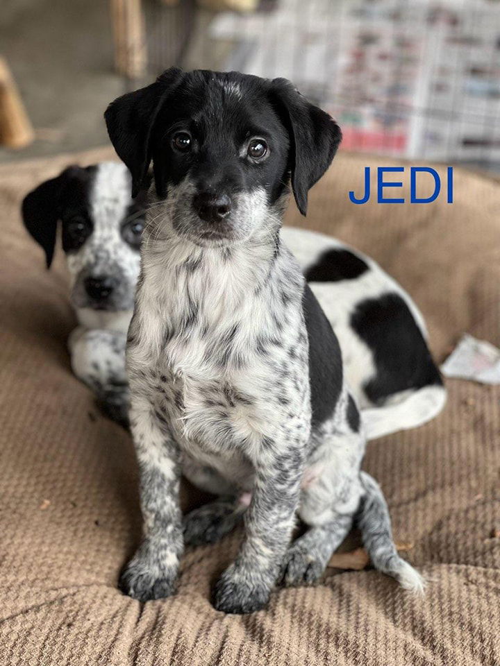 Blue heeler sale spaniel mix