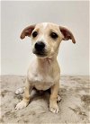 adoptable Dog in modesto, CA named John Lennon